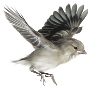 Sparrow PNG-20142